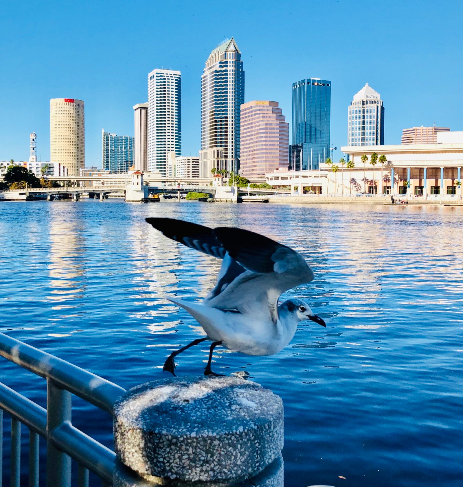 Eric Statzer · CC BY-SA 4.0 · https://commons.wikimedia.org/wiki/File:Tampa_Skyline_-_Eric_Statzer.jpg